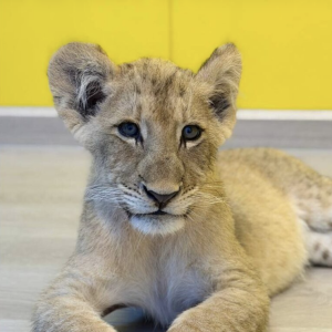 咖啡馆有真狮子？泰国官方检查确认安全合规