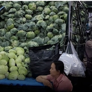 清迈卷心菜价格崩跌，每公斤仅略高于1泰铢