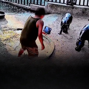 男子擅闯河马展区被逮捕，园方依法追责