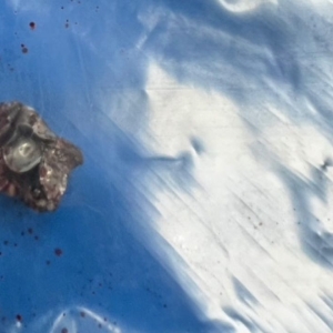 惊险！中国游客在普吉岛射击场遭走火子弹击中