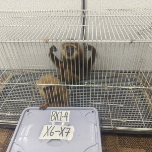 男子把长臂猿塞进行李箱走私！被马来西亚安检查获