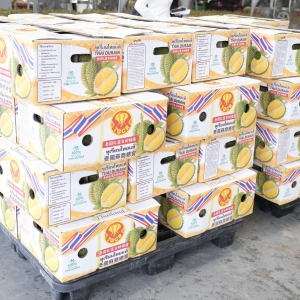 泰国A级榴莲直达中国！尖竹汶基地正式启动