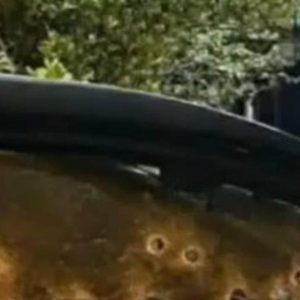 血腥伏击：泰南议员遭M16攻击，父子枪手抓获，雇主仍在逃