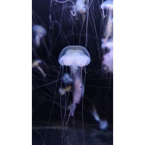 游泳需小心！普吉岛海域发现剧毒水母，每平方米约100只