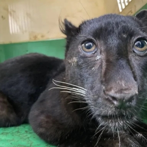 诈骗园区盘总宠物被拦截！泰国查获两只珍稀幼崽