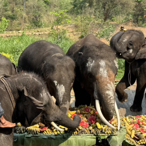 太有仪式感了！泰国寺庙大象驮佛像巡游，信众洒水祈福