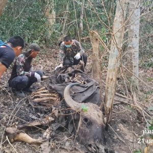 太狠了！为打猎直接放火，泰国大片森林被烧光