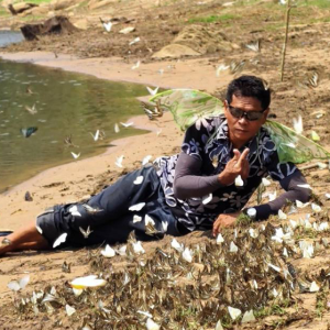 泰国夏季限定奇景！林寨水坝蝴蝶大规模现身