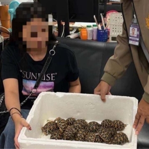 胶带缠身藏30只陆龟！19岁台湾女子在素万那普机场落网