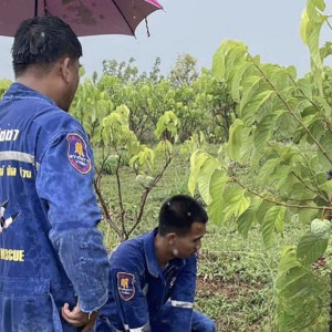 雷雨突袭酿悲剧！泰国男子果园施肥遭雷击不幸身亡