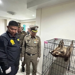 偷松鼠猴还牵出毒品网！曼谷夫妻被泰警一锅端