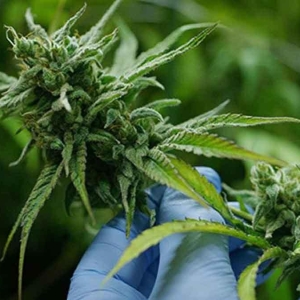 泰国将彻底终结大麻自由！7月前提法案严禁娱乐性吸食大麻