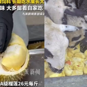 每斤批发26元！河北水果摊主拿高端泰国榴莲喂羊引发热议