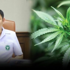泰国发布大麻行业最新指南：暂停或吊销执照标准明确